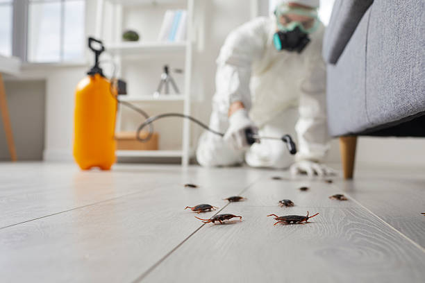 Post-Treatment Bed Bug Interceptor Monitoring in Santa Venetia